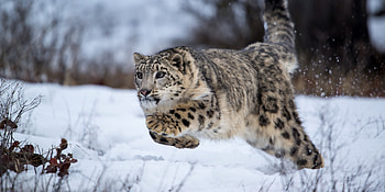 Snow Leopard, Elusive predator, Mountain dweller, Captivating camouflage HD wallpaper