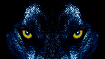Animals, Eyes, Predator, Wolf, Sight, Opinion HD wallpaper