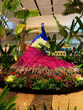Singapore Changi Airport, World's best, Papercity magazine, Wonders of Changi HD phone wallpaper