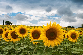 Bright sunflower field with dramatic clouds during summer, perfect for nature enthusiasts. HD wallpaper