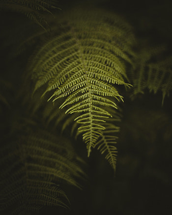 Nature, Macro, Fern, Sheet, Leaf HD phone wallpaper