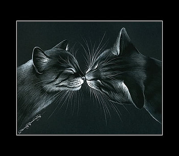 Cat's kiss, animal, kitten, art, cat, feline HD wallpaper