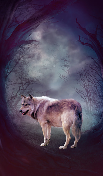 Art, Forest, Predator, Wolf HD phone wallpaper