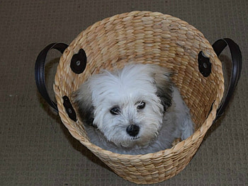 CUTENESS IN A BASKET, BASKET, CUTE, PUPPY HD wallpaper