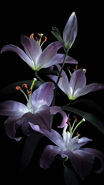 Lilies, light, flower, earth, nature, lily HD phone wallpaper