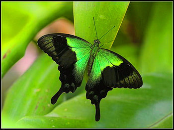 Green and black, leaves, butterfly, green HD wallpaper