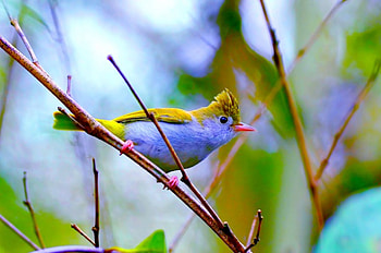 SPRING BIRD, branch, cute, bird, tree HD wallpaper