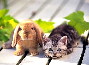 Cat w Bunny, cool HD wallpaper