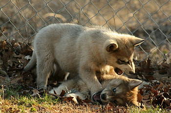 Wolf dogs playing, wolf dogs, carnivora, canis lupus, canidae HD wallpaper