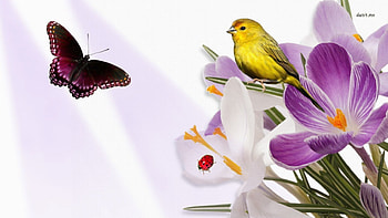 Ladybug and canary on purple flower, purple, canry, ladybug, purple flower HD wallpaper