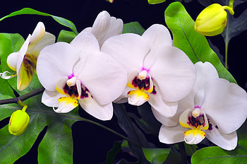 Flowers, Background, Close-Up, Branch, Greens, Orchid HD wallpaper