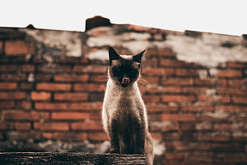 Funny, Animals, Cat, Pet, Protruding Tongue, Tongue Stuck Out, Siamese HD wallpaper