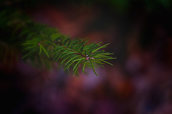 Royalty , Stunning spruce, Landscape graphy, Mountain scenery HD wallpaper