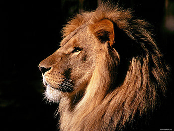 Animals, Lions HD wallpaper