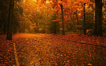 Autumn, road, nature, orange HD wallpaper