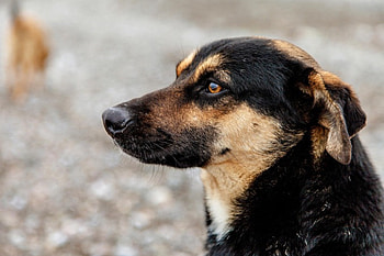 German shepherd, dog, sweet, animal, dogs, cute, beautiful, puppys, puppy, pretty, animals, lovely HD wallpaper