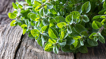 Marjoram vs oregano, Key differences, World of herbs, Spices HD wallpaper