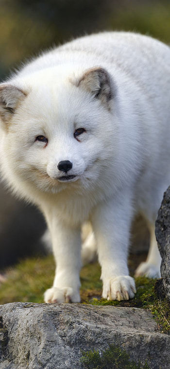 Cute Fluffy White Wild, 12 Pro HD phone wallpaper