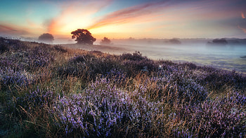 Sunrise, fog, nature, field HD wallpaper