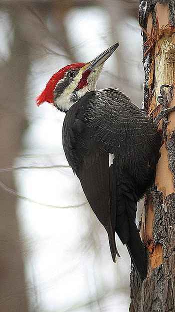 Woodpecker, Beautiful Bird HD phone wallpaper