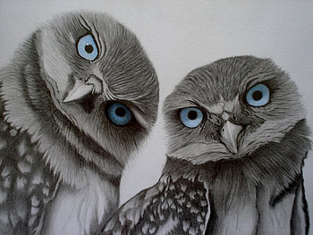 owl,cute,sweet., cute, adorable, owl, animals HD wallpaper