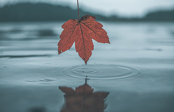 Nature, Water, Autumn, Reflection, Sheet, Leaf HD wallpaper