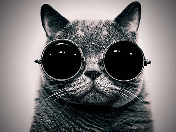 Animals, Cats HD wallpaper