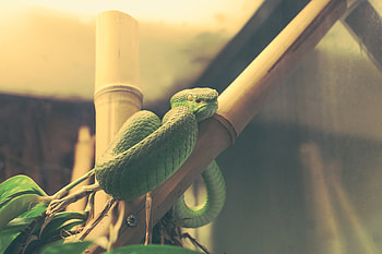 Animals, Reptile, Snake, Terrarium, Tree Snake, Wood Snake HD wallpaper