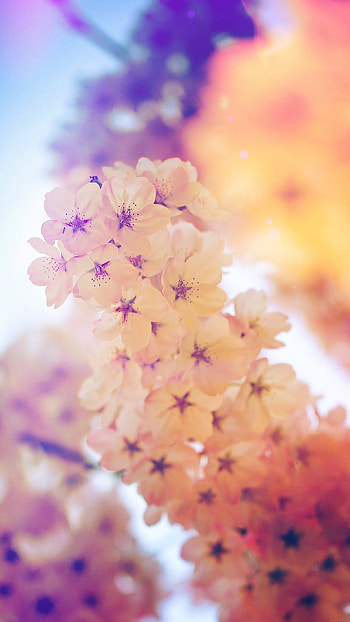 Spring Background, White Flowers HD phone wallpaper