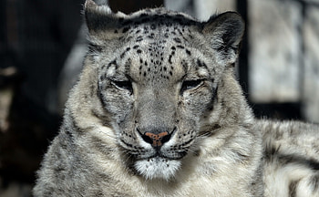 Animals, Snow Leopard, Muzzle, Predator, Big Cat, Sleep, Dream HD wallpaper