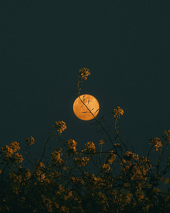 Full yellow moon, minimal, art HD phone wallpaper