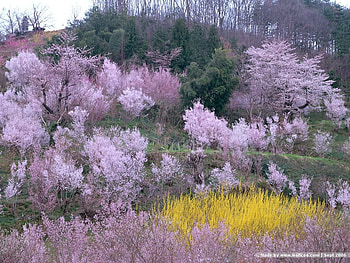 Spring, trees, nature HD wallpaper