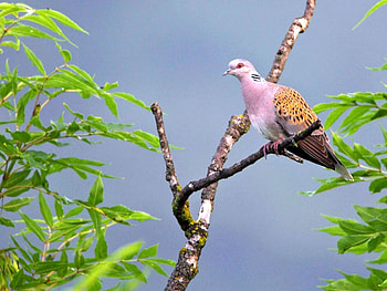 Bird on Tree, on tree, beautiful, bird HD wallpaper