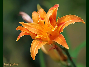 Beautiful Flower, cool, beautiful, , flower HD wallpaper