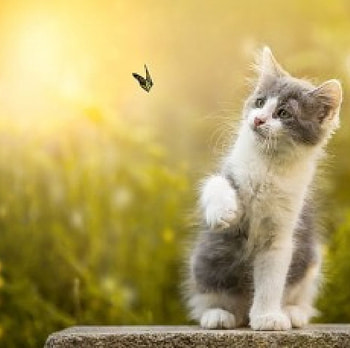 ღ❤ღ, kitten, cute, nature, butterfly HD wallpaper