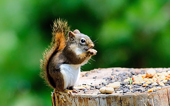 Caucasian squirrel, Squirrels HD wallpaper