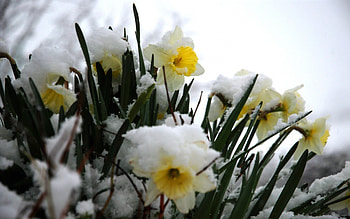 frozen daffodils, nature, flowers, daffodils, frozen HD wallpaper