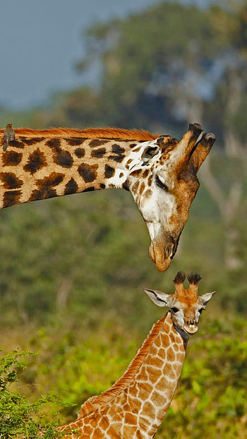 Kruger National Park, Giraffe, South African wildlife, Windows 10 spotlight HD phone wallpaper