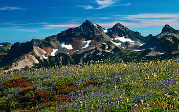 Alpine bloom at Mt. Rainier tional Park, wildflowers, blossoms, washington, clouds, meadow, sky, mountains, usa HD wallpaper