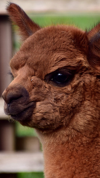 Alpaca kingdom, Enchanting creatures, Majestic beauty, Captivating moments HD phone wallpaper