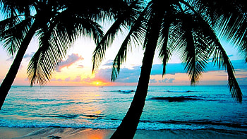 Tropical screensavers, Palm tree fantasy, Relaxing visuals, Escaping reality HD wallpaper
