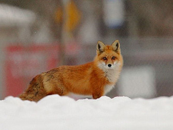 Red Fox, beautiful, fox, , red HD wallpaper