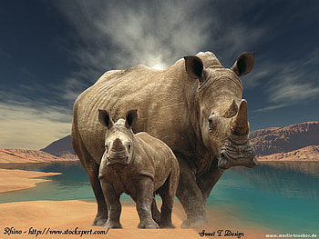Watering Hole, baby, mother, rhino, water HD wallpaper