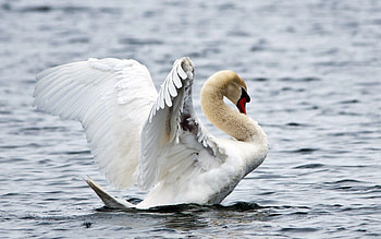 Animals, Water, Background, Bird, Ripples, Ripple, Swan HD wallpaper