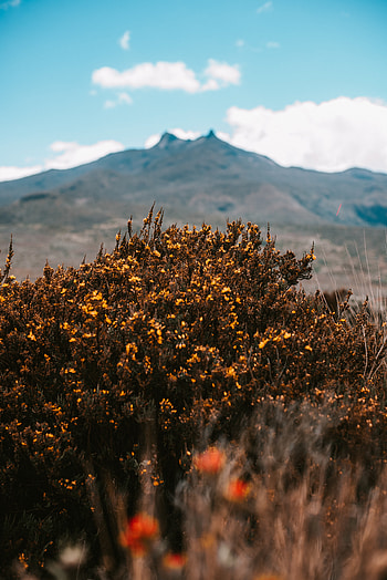Plants, Nature, Flowers, Mountains, Bush, Vegetation HD phone wallpaper