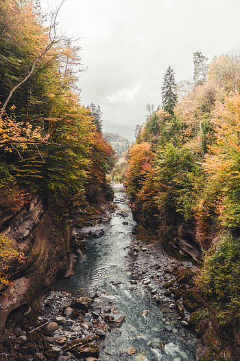 Nature, Rivers, Trees, Stones, Rocks, Flow, Stream HD phone wallpaper