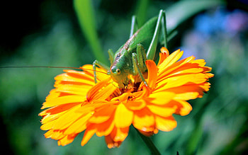 Flower, Macro, Petals, Insect, Grasshopper HD wallpaper