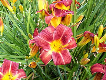 Flowers, Lilies, Greens, Buds HD wallpaper