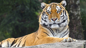 Tiger, animal, nature, cat HD wallpaper