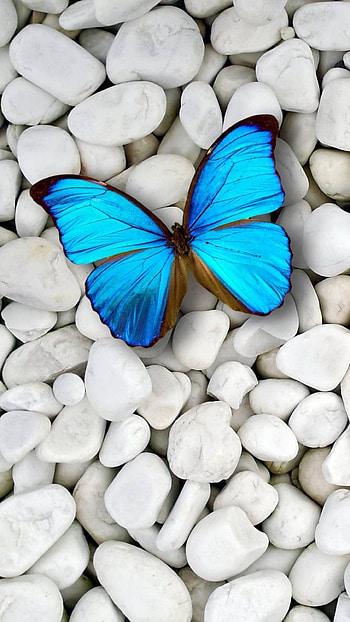 Blue Butterfly, Wonderful Aesthetic HD phone wallpaper